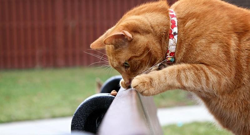 why is my cat peeing outside the litter box?