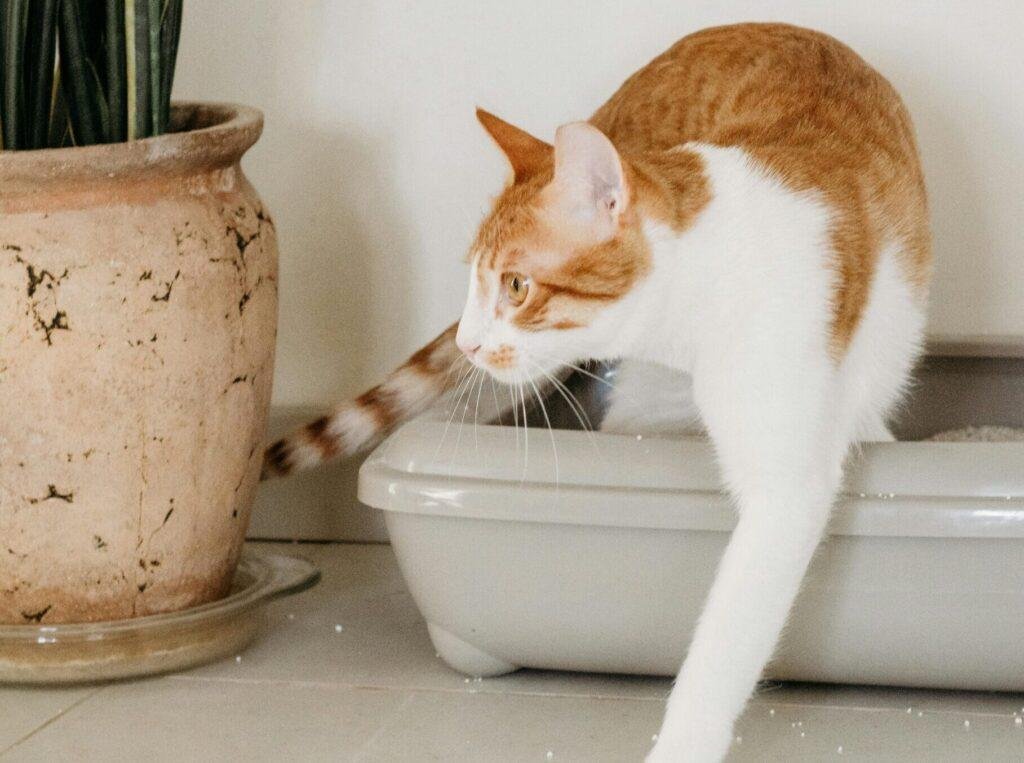 why is my cat peeing outside the litter box?