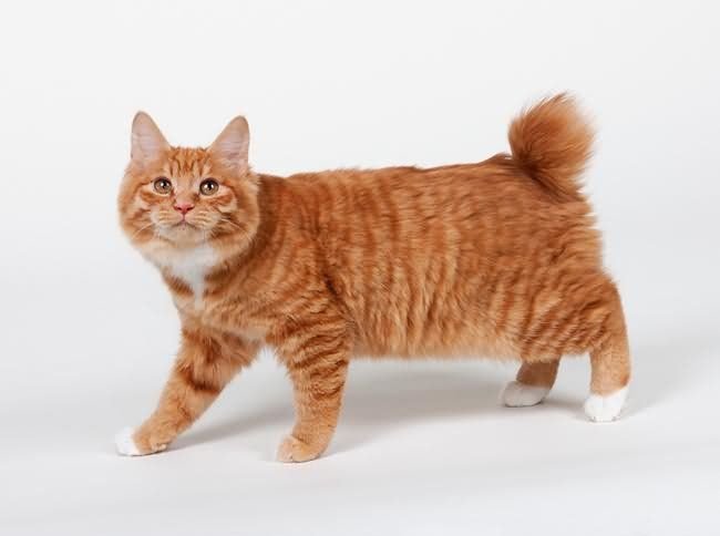 orange cat breed American Bobtail