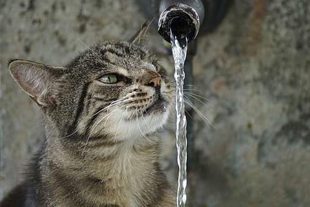 why do cats hate water