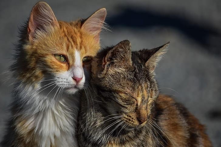 cat showing signs that they want another cat