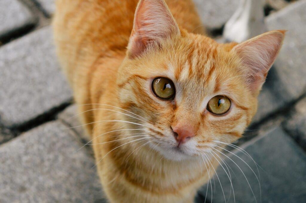 orange cat breeds American shorthair