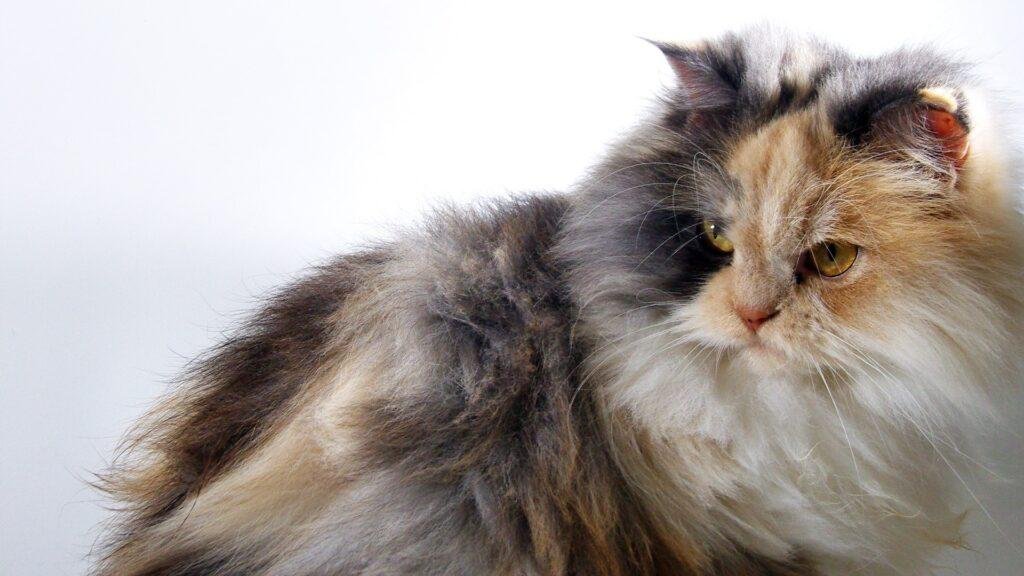 orange cat breed Persian