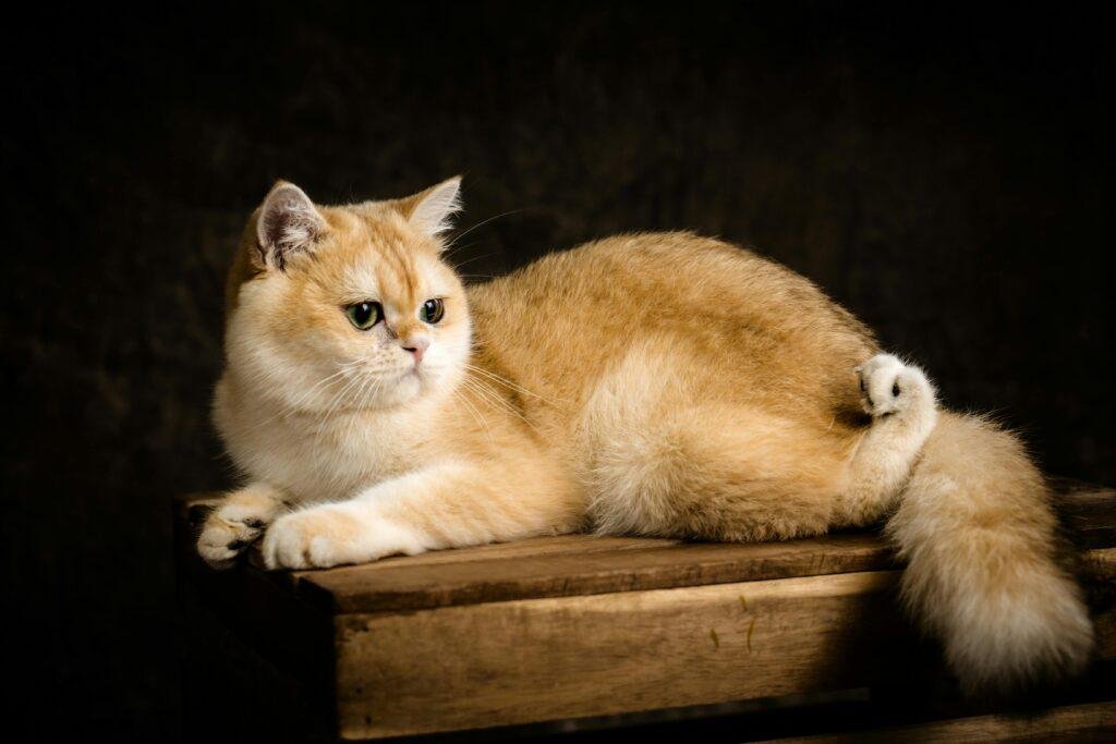 orange cat breed Manchkin