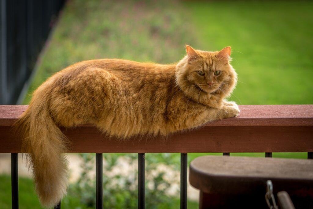 orange breeds maine coon