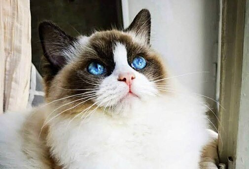 Ragdoll cat breed