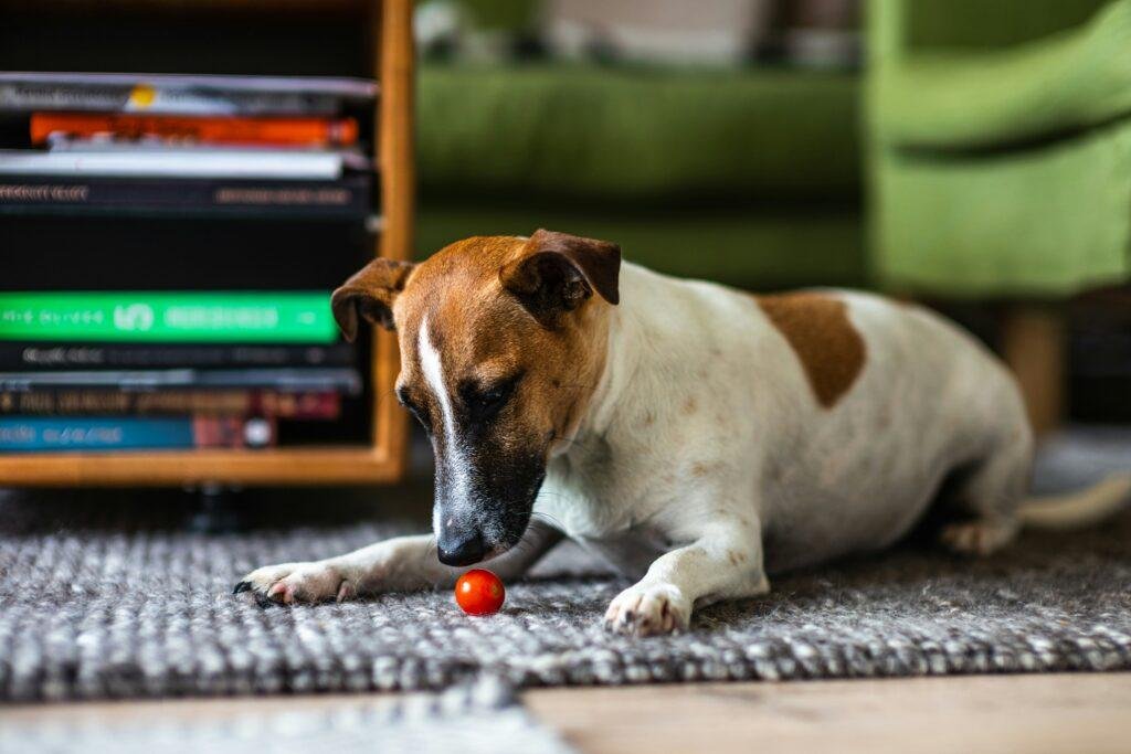 Can dogs eat tomatoes?