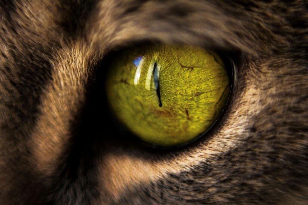 What colors can cats see?