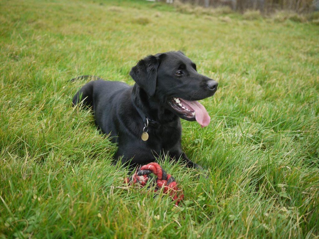 Black dog names