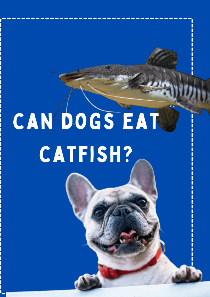 Can dogs eat catfish?