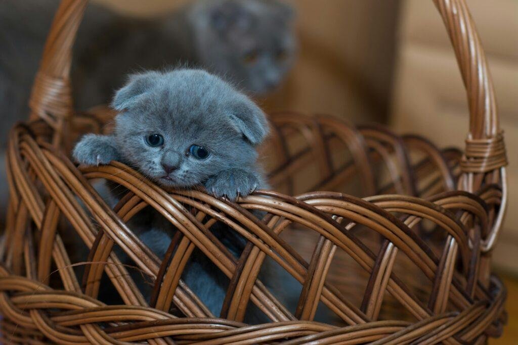 Cat breeder in scotland